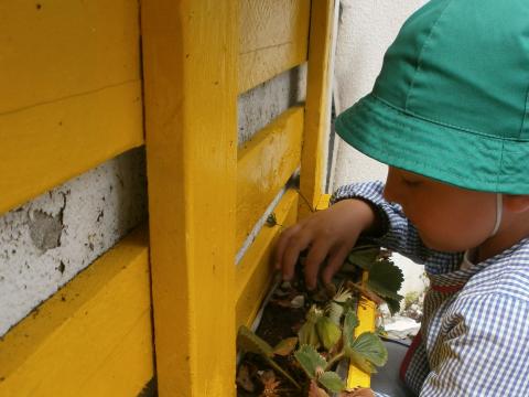 Criança a recolher morangos.